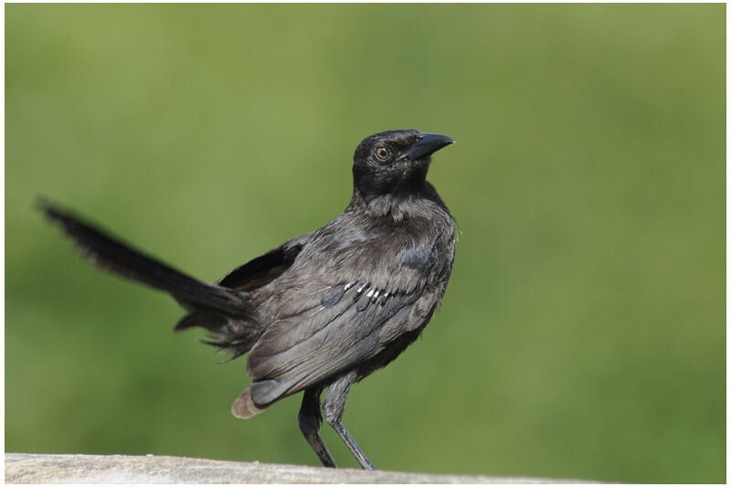 Carib Grackleimmature