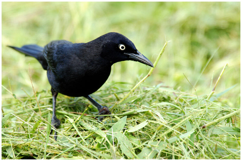 Carib Grackleadult