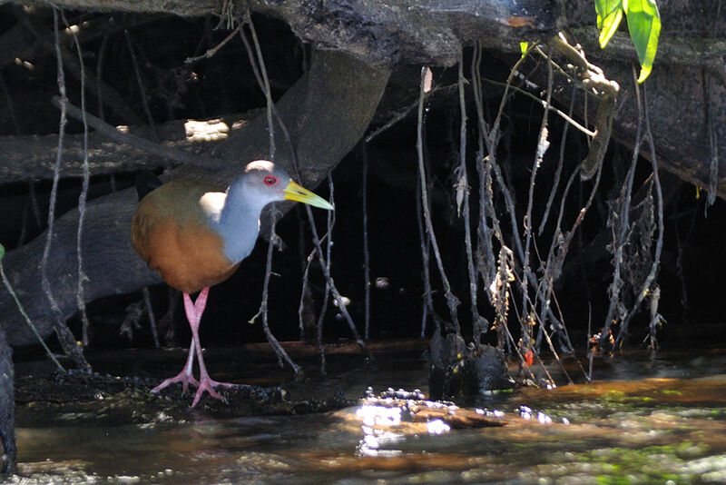 Grey-cowled Wood Railadult, identification