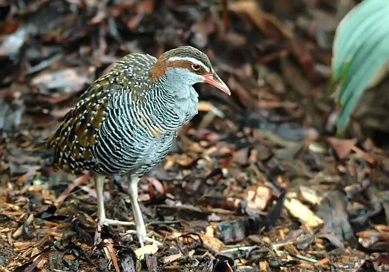 Buff-banded Rail