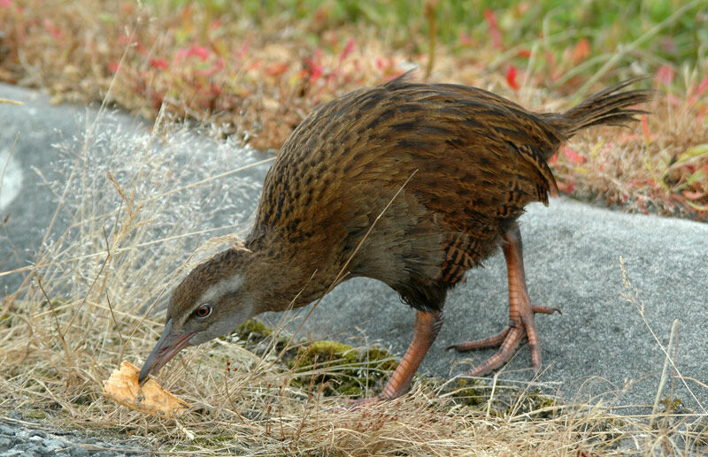 Weka