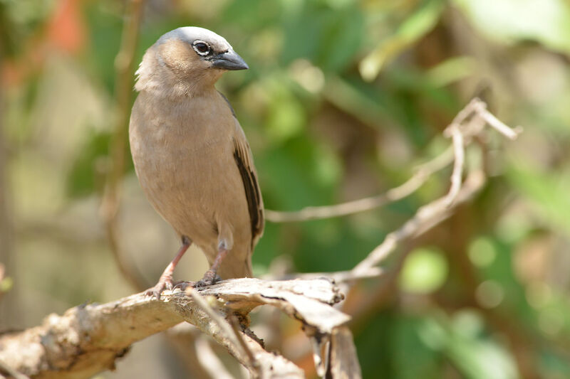 Grey-capped Social Weaveradult