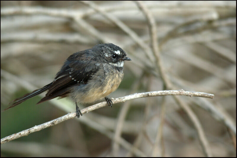 Grey Fantail