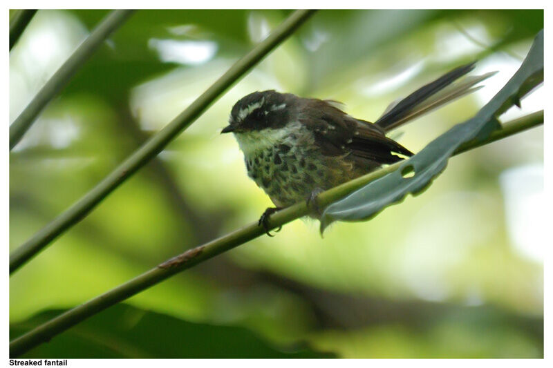 New Caledonian Streaked Fantailadult