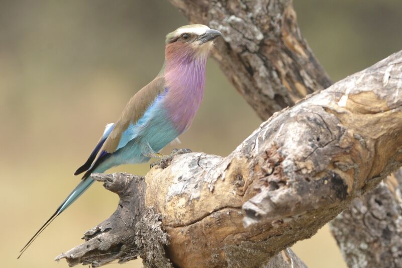 Lilac-breasted Rolleradult