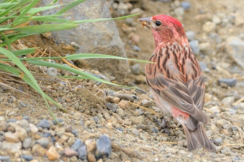 Cassin's Finch male adult