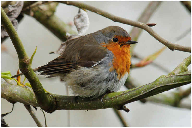 European Robinadult