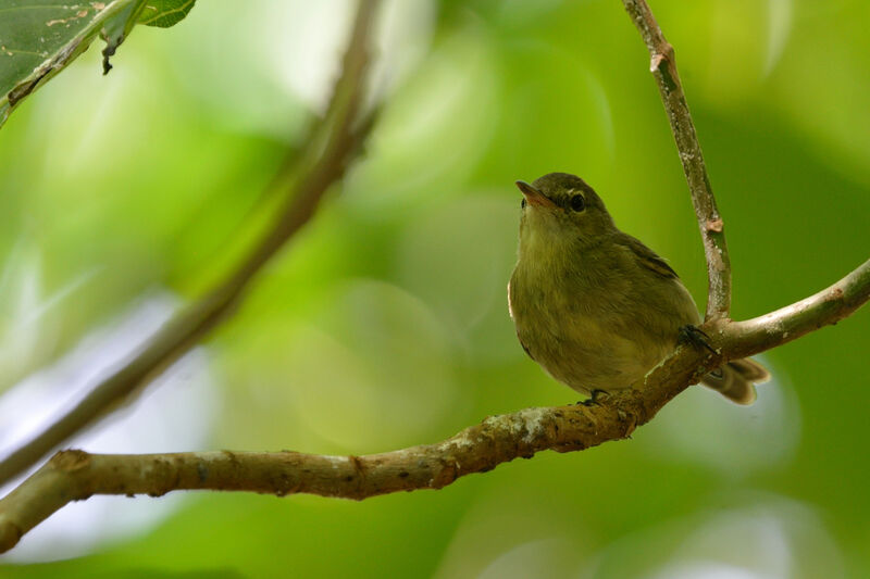 Rousserolle des Seychelles