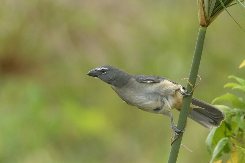 Olive-grey Saltatoradult