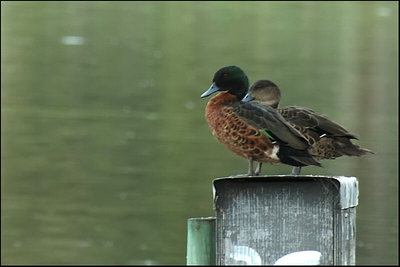 Chestnut Teal 