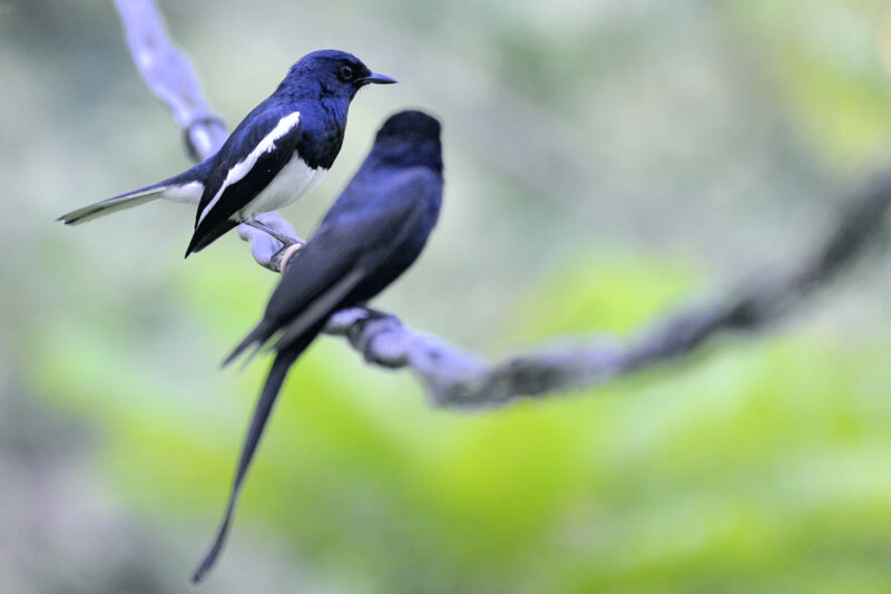 Oriental Magpie-Robinadult