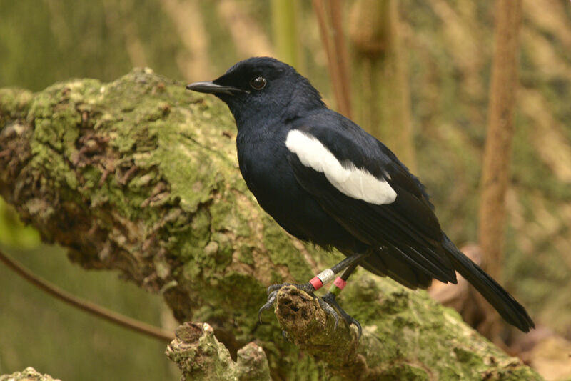 Seychelles Magpie-Robinadult