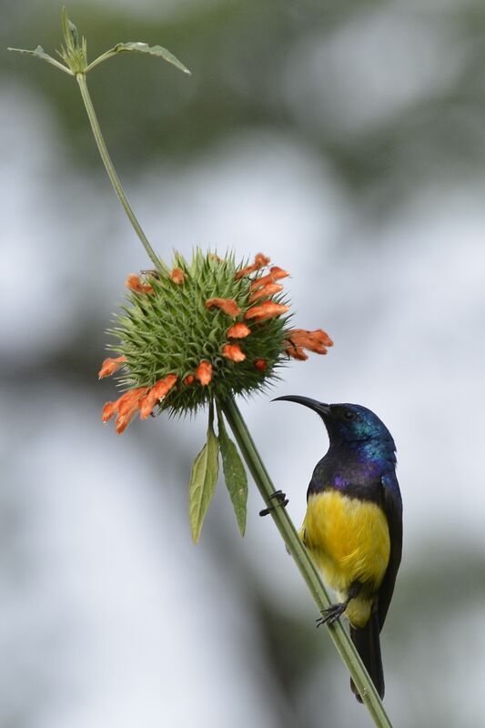 Variable Sunbird male adult