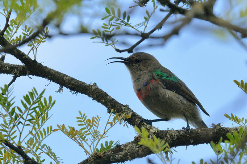 Southern Double-collared Sunbird male adult transition, identification