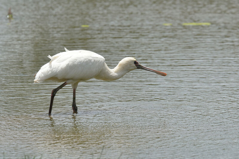 Spatule d'Afriqueimmature