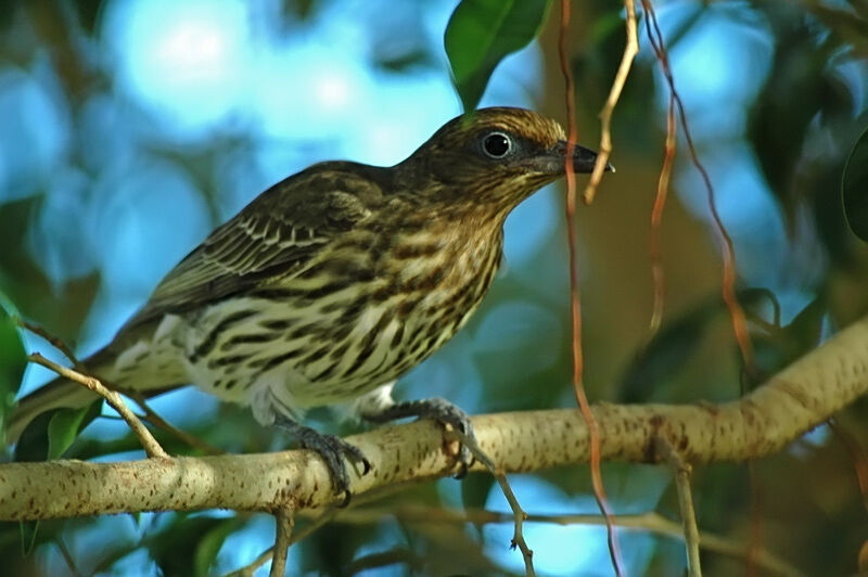 Australasian Figbird (flaviventris) female adult