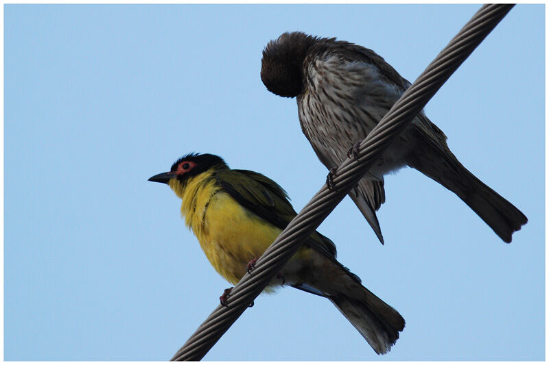 Australasian Figbird (flaviventris) adult