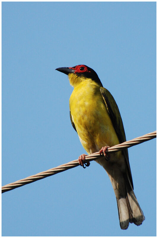 Sphécothère à ventre jaune mâle adulte