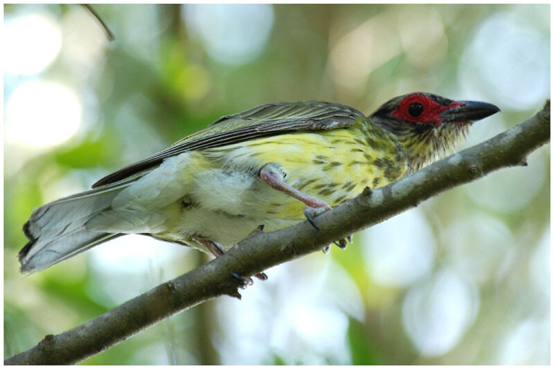 Sphécothère à ventre jaune mâle immature