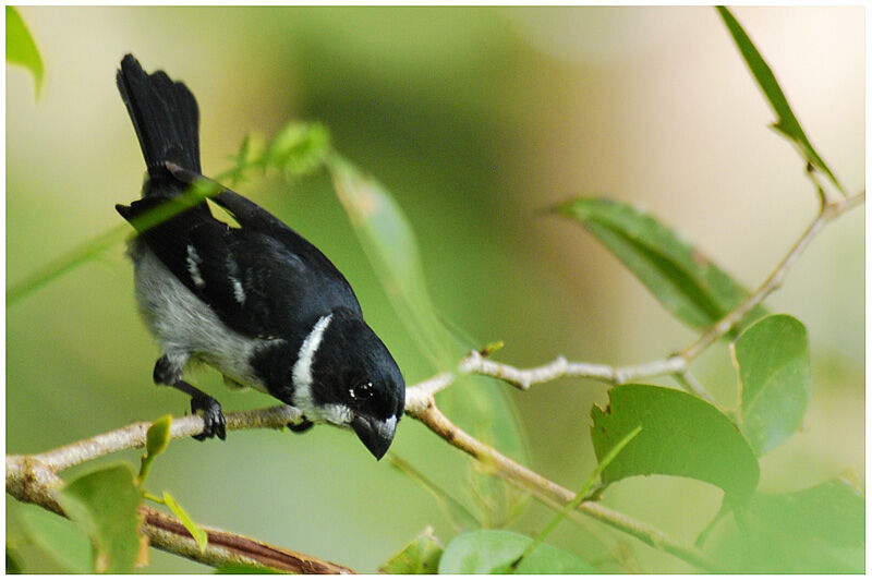 Wing-barred Seedeater male adult