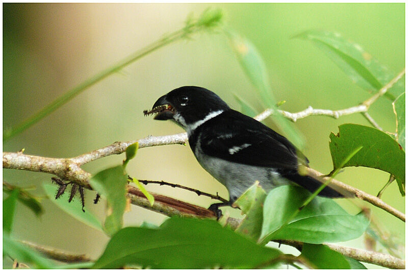 Wing-barred Seedeater male adult