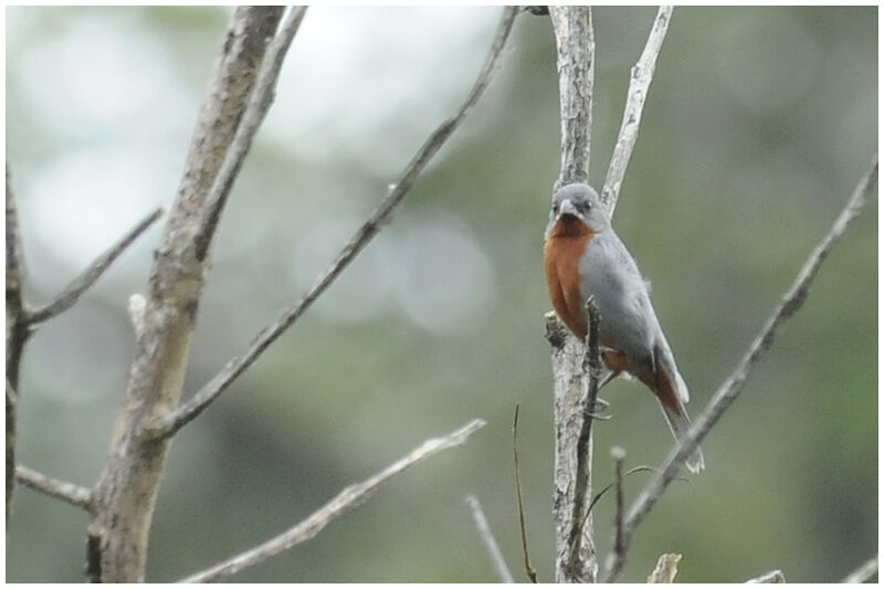 Chestnut-bellied Seedeater male adult