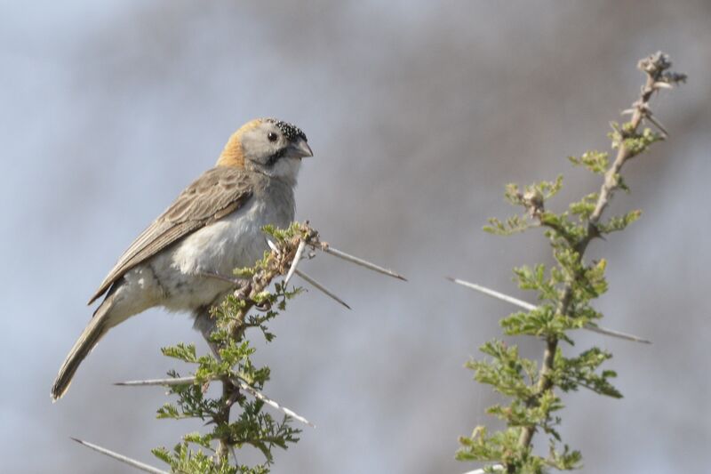 Speckle-fronted Weaveradult