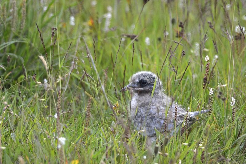 Arctic TernPoussin