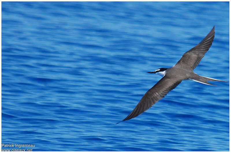 Bridled Ternadult, Flight