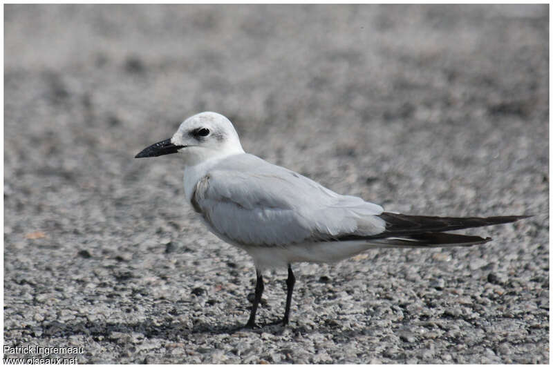 Gull-billed TernSecond year, identification