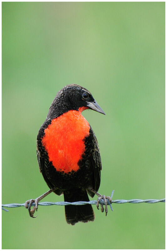 Red-breasted Meadowlarksubadult