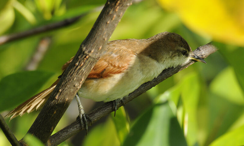 Yellow-chinned Spinetailadult