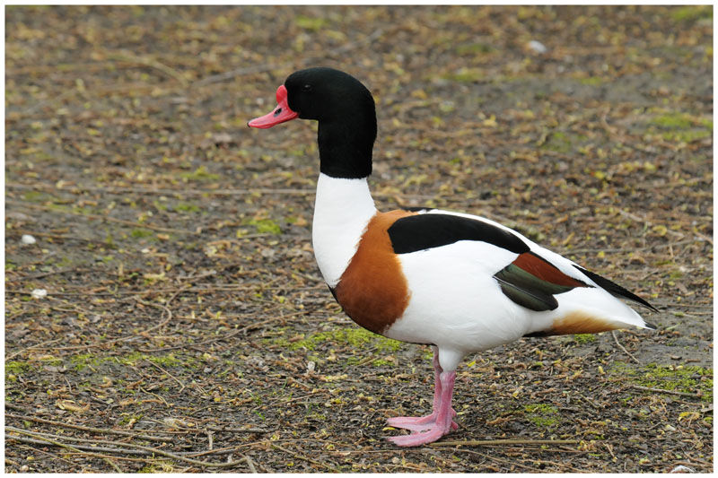 Common Shelduck male adult