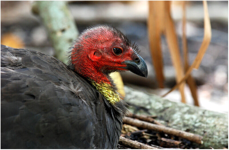 Australian Brushturkeyadult