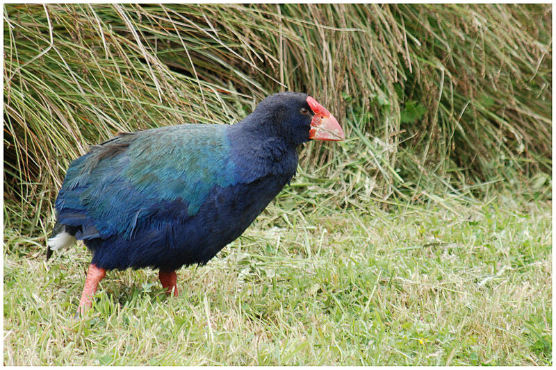 South Island Takahe male adult