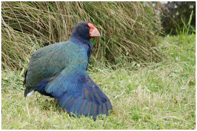 South Island Takahe male adult