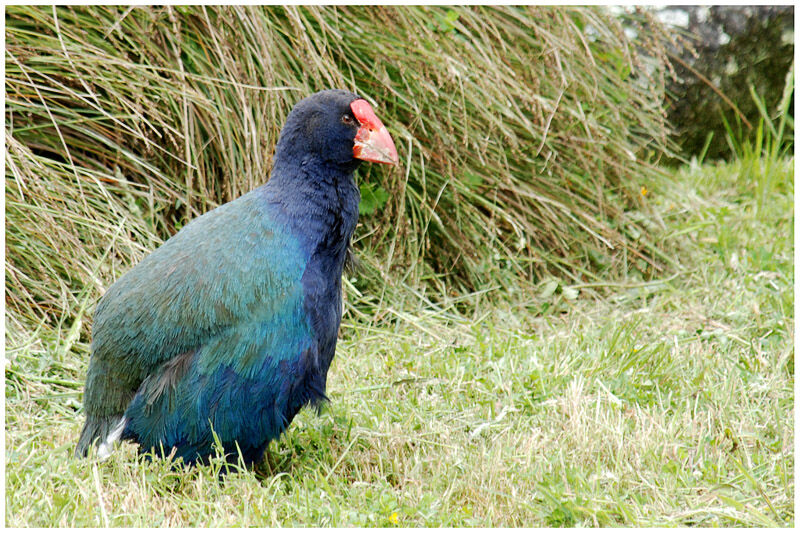 South Island Takahe male adult