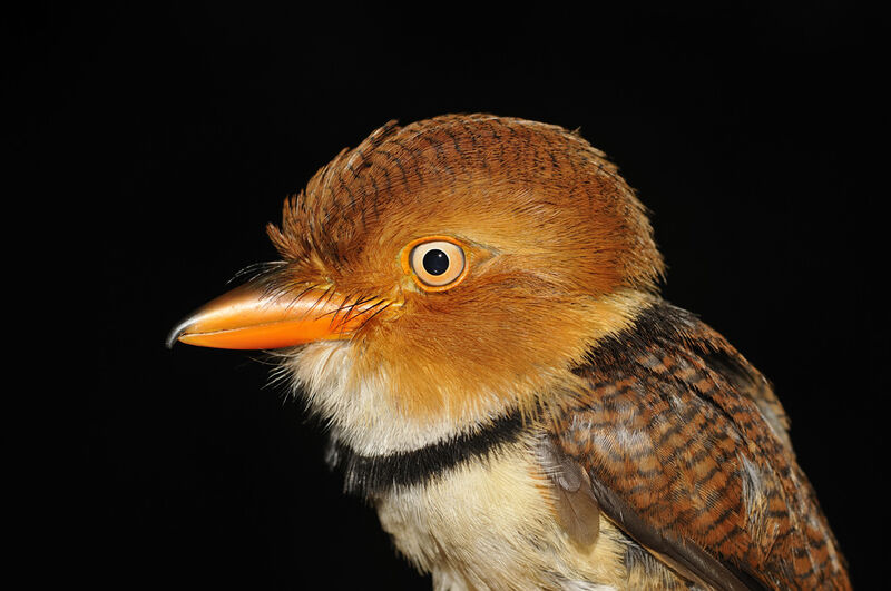 Collared Puffbirdadult