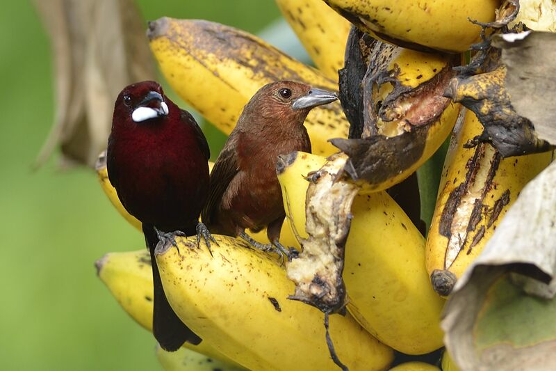 Silver-beaked Tanager 