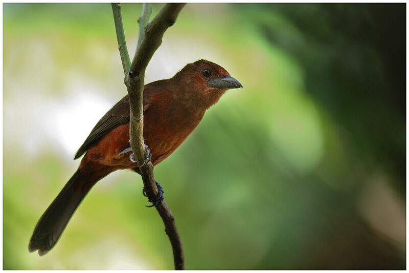 Silver-beaked Tanager female adult