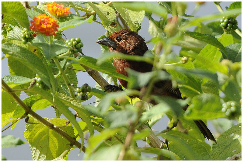 Silver-beaked Tanager female adult