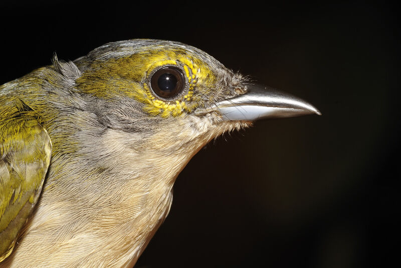 Fulvous-crested Tanager