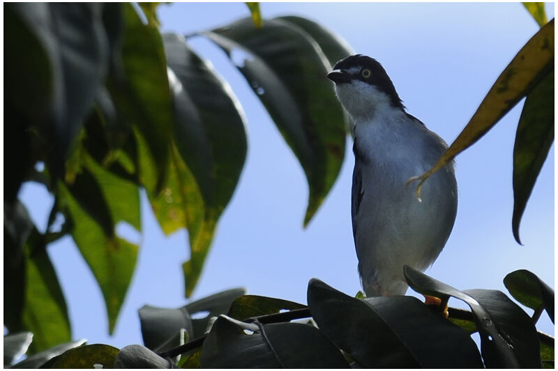 Hooded Tanager male adult breeding