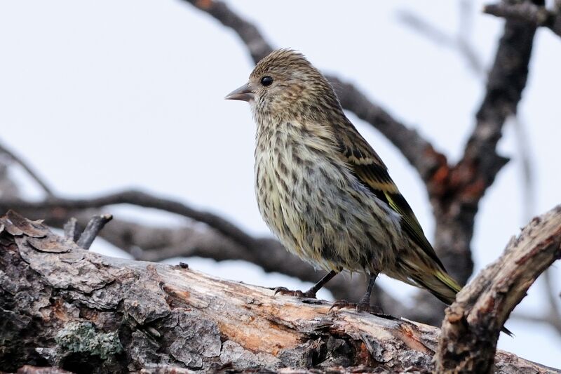 Pine Siskin male adult