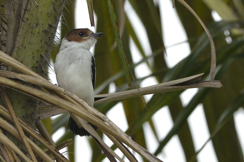 Black-crowned Tityra female immature