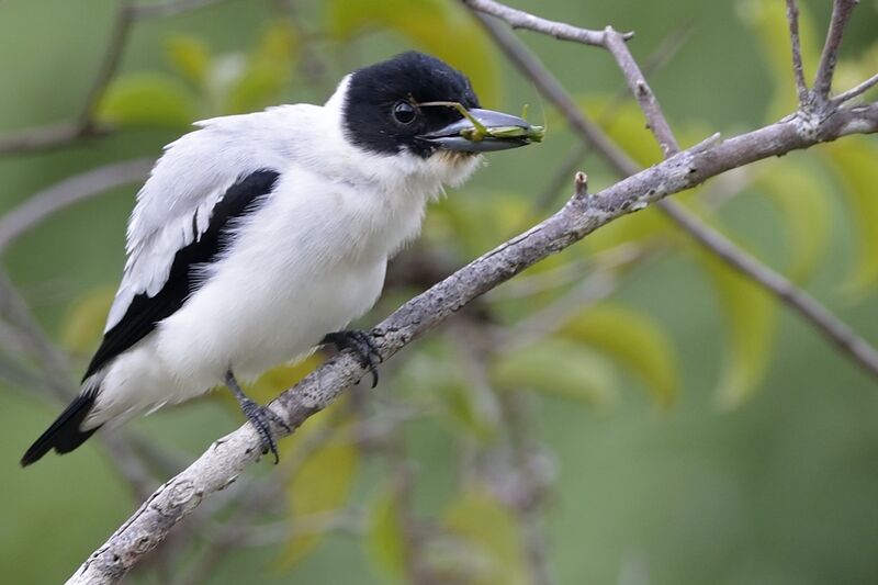 Black-crowned Tityra male adult