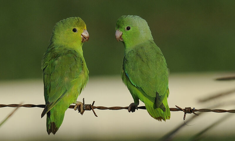 Green-rumped Parrotlet 