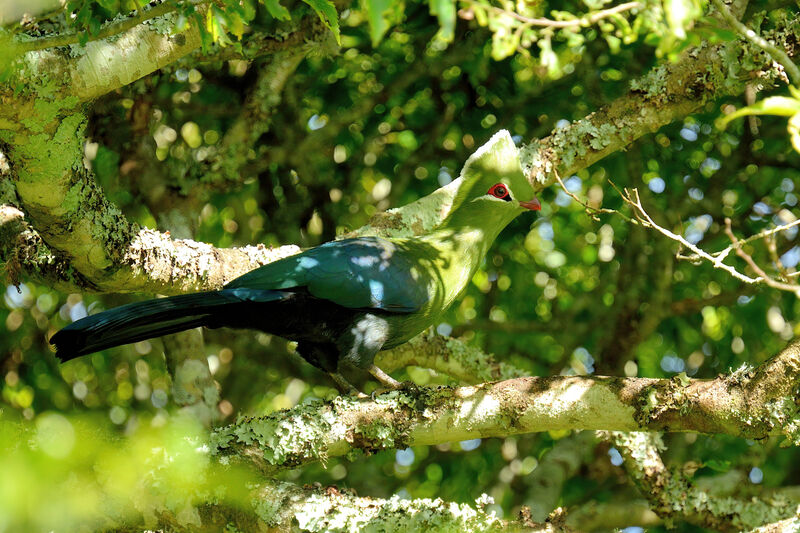 Knysna Turaco male adult