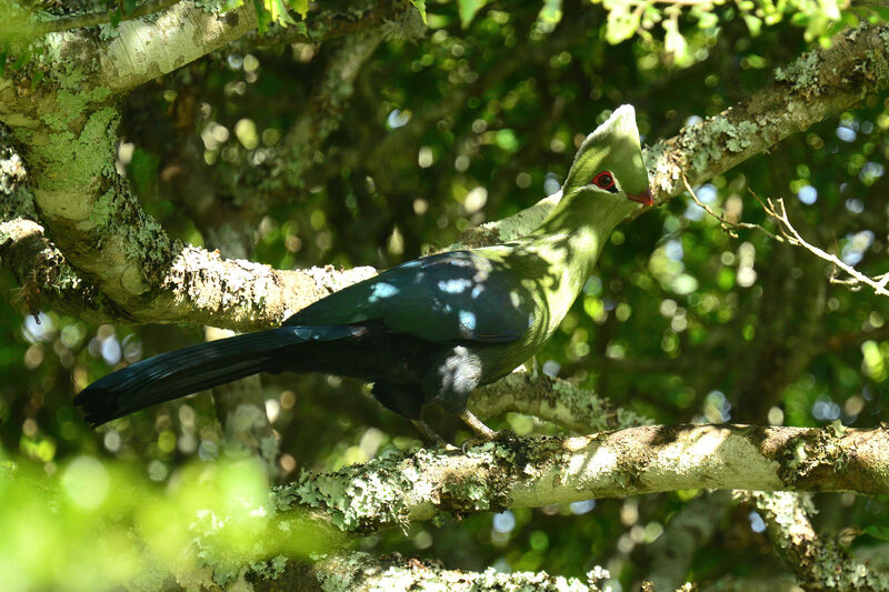 Touraco louriadulte