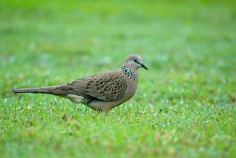 Spotted Dove